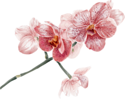 Orchid flowers blooming watercolor hand drawing. png