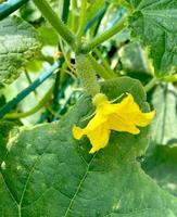 cultivo de pepino, maduración, floración y ovario de pepino. foto