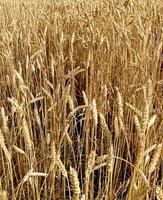 Wheat field ears with grains. Harvest nature growth. Agricultural farm.