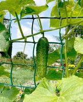 Cucumber cultivation, ripening, flowering and ovary of cucumber. photo