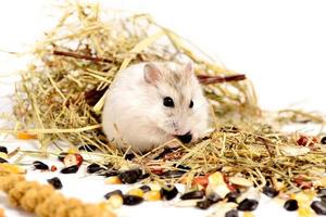 Jungar hamster on a white background photo