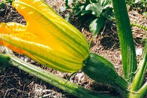 Growing zucchini in greenhouse. Young fresh green vegetables close up. photo