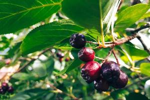 Berries of Black Chokeberry on branch close-up. Growing Aronia melanocarpa plant in garden. photo