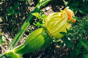 Growing zucchini in greenhouse. Young fresh green vegetables close up. photo