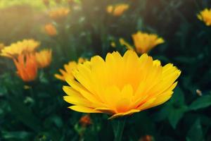 flor de caléndula amarilla. cultivo de plantas medicinales en el jardín de casa. fondo de verano. foto