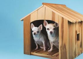 dos perros chihuahua de diferentes tamaños sentados dentro de una caseta de madera mirando la cámara, aislados en fondo azul. foto
