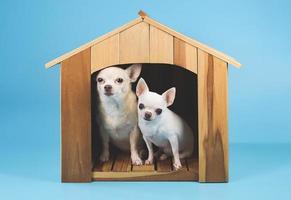 dos perros chihuahua de diferentes tamaños sentados dentro de una caseta de madera mirando la cámara, aislados en fondo azul. foto