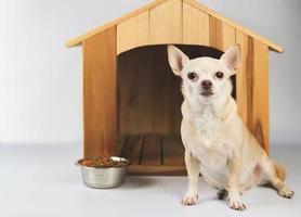 Perro chihuahua de pelo corto marrón sentado frente a una casa de perro de madera con tazón de comida, mirando a la cámara, aislado en fondo blanco. foto