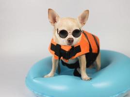 lindo perro chihuahua de pelo corto marrón con gafas de sol y chaleco salvavidas naranja o chaleco salvavidas de pie en un anillo de natación azul, aislado en fondo blanco. foto