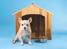 perro chihuahua de pelo corto marrón sentado frente a una casa de perro de madera con tazón de comida, mirando la cámara, aislado en fondo azul. foto