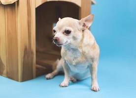 imagen de un perro chihuahua de pelo corto marrón sentado frente a una casa de perro de madera, aislado en un fondo azul. foto