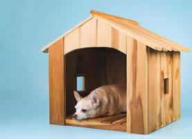 sleepy brown  short hair  Chihuahua dog lying down insiide wooden dog house, isolated on blue background. photo