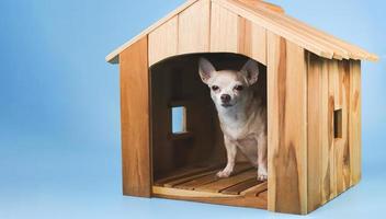 perro chihuahua de pelo corto marrón gordo sentado dentro de una caseta de madera, aislado en fondo azul. foto