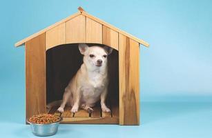 perro chihuahua de pelo corto marrón sentado dentro de una casa de perro de madera con tazón de comida, mirando la cámara, aislado en fondo azul. foto