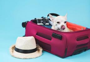 brown  short hair  Chihuahua dog sitting in pink suitcase with travelling accessories, straw hat, camera and headphones, licking his lips, isolated on blue background. photo