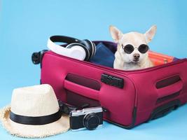 brown  short hair  Chihuahua dog wearing sunglasses sitting in pink suitcase with travelling accessories, straw hat, camera and headphones,  isolated on blue background. photo