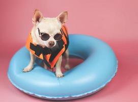 lindo perro chihuahua de pelo corto marrón con chaleco salvavidas naranja o chaleco salvavidas de pie en un anillo de natación azul, aislado en un fondo rosa. foto