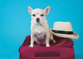 brown  short hair  Chihuahua dog sitting on pink suitcase with travelling accessories, straw hats,  isolated on blue background. photo