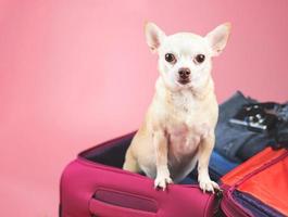 brown  short hair  Chihuahua dog standing in pink suitcase with travelling accessories, isolated on pink background. photo