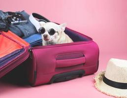 brown  short hair  Chihuahua dog wearing sunglasses,  sitting  in pink suitcase with travelling accessories, isolated on pink background. photo