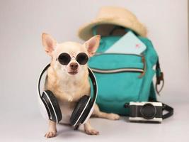 cute brown short hair chihuahua dog wearing sunglasses and headphones around neck, sitting  on white background with travel accessories, camera, backpack, hat. photo