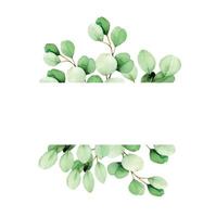 frame from leaves and branches of eucalyptus painted in watercolor. green eucalyptus leaves, tropical plant isolated on white background. web banner, frame, border. decoration for cards, invitations vector