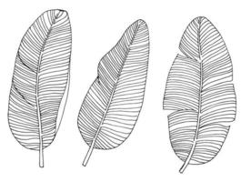 tropical leaves, set of graphic lines drawing banana leaves vector