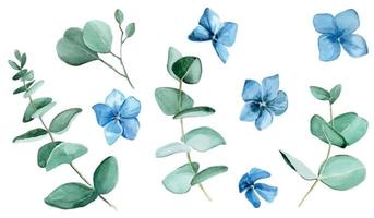 watercolor drawing. set of eucalyptus leaves and blue hydrangea flowers isolated on white background. delicate drawing of blue flowers and eucalyptus clip art for wedding decorations cards invitation vector