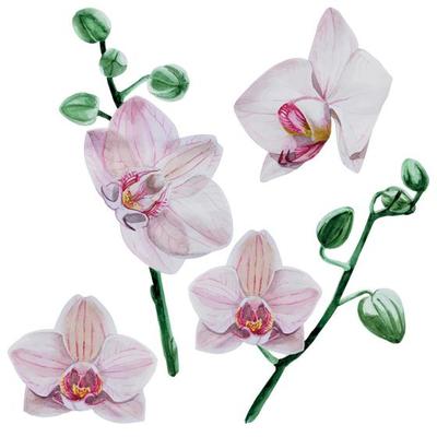 watercolor set of pink flowers and orchid sprigs isolated on white background. clipart of tropical flowers, white orchid. delicate design for weddings, cards, invitations