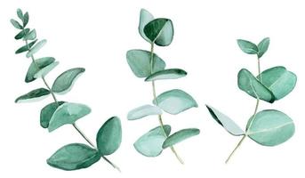 watercolor drawing set of eucalyptus leaves. eucalyptus leaves isolated on white background. Design for weddings, cards, invitations. fabric wallpaper