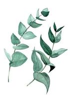 watercolor drawing by hands. set of eucalyptus leaves. branches and leaves of a tropical plant eucalyptus. graphic design element for greeting card, poster, wedding, textile vector