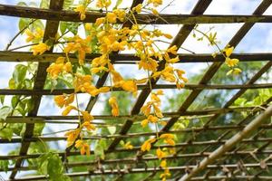 Yellow blooming Golden Wreath hanging from bamboo panels decorate a Thai garden. photo