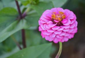 pink  zinnia flowers blooming with beautiful petals and soft blur  in a Thai public park photo