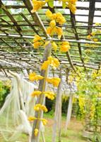 Yellow blooming Golden Wreath hanging from bamboo panels decorate a Thai garden. photo