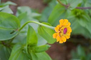 flores amarillas de zinnia que florecen con hermosos pétalos y un suave desenfoque en un parque público tailandés 3 foto