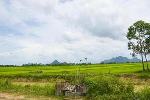 rincón de fotos para relajarse en una hamaca en un resort en medio de campos de arroz, una atracción turística, rincón de fotografía tailandés