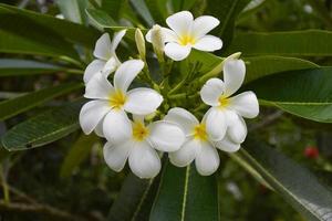 White frangipani flowers are blooming in the beautiful natural garden. photo