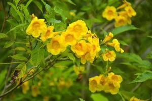 Yellow Urai flowers  blooming in garden photo