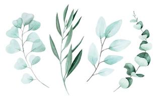 stock illustration watercolor drawing eucalyptus and olive leaves. set of eucalyptus branches and leaves for decoration of wedding design. nature graphic design elements vector
