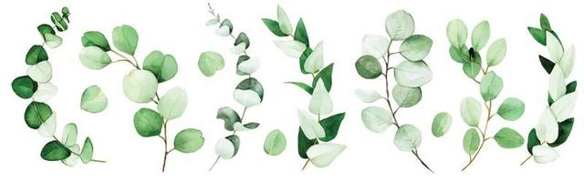 large set of eucalyptus leaves and branches painted in watercolor. green eucalyptus leaves, tropical plant isolated on white background. vector
