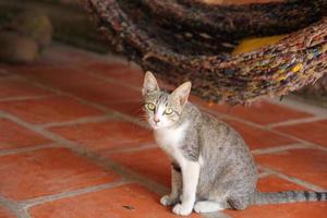 Gray tabby cat photo