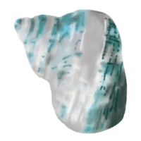 Hand drawn sea shell png