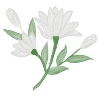 elemento de flor de acuarela png