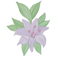 Watercolor flower Element png