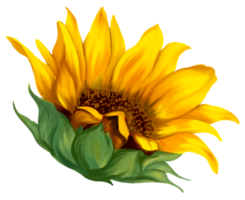 Sunflower blossom art painting png