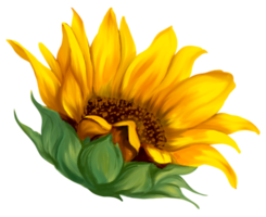 zonnebloem bloesem kunst schilderij png