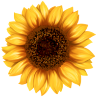 Sunflower blossom art painting png