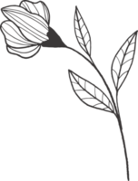 colección bosque helecho eucalipto arte follaje hojas naturales hierbas estilo en línea. belleza decorativa, ilustración elegante. png