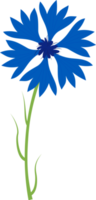centáurea azul. flor png