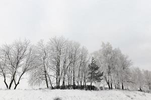 ventisqueros en invierno foto